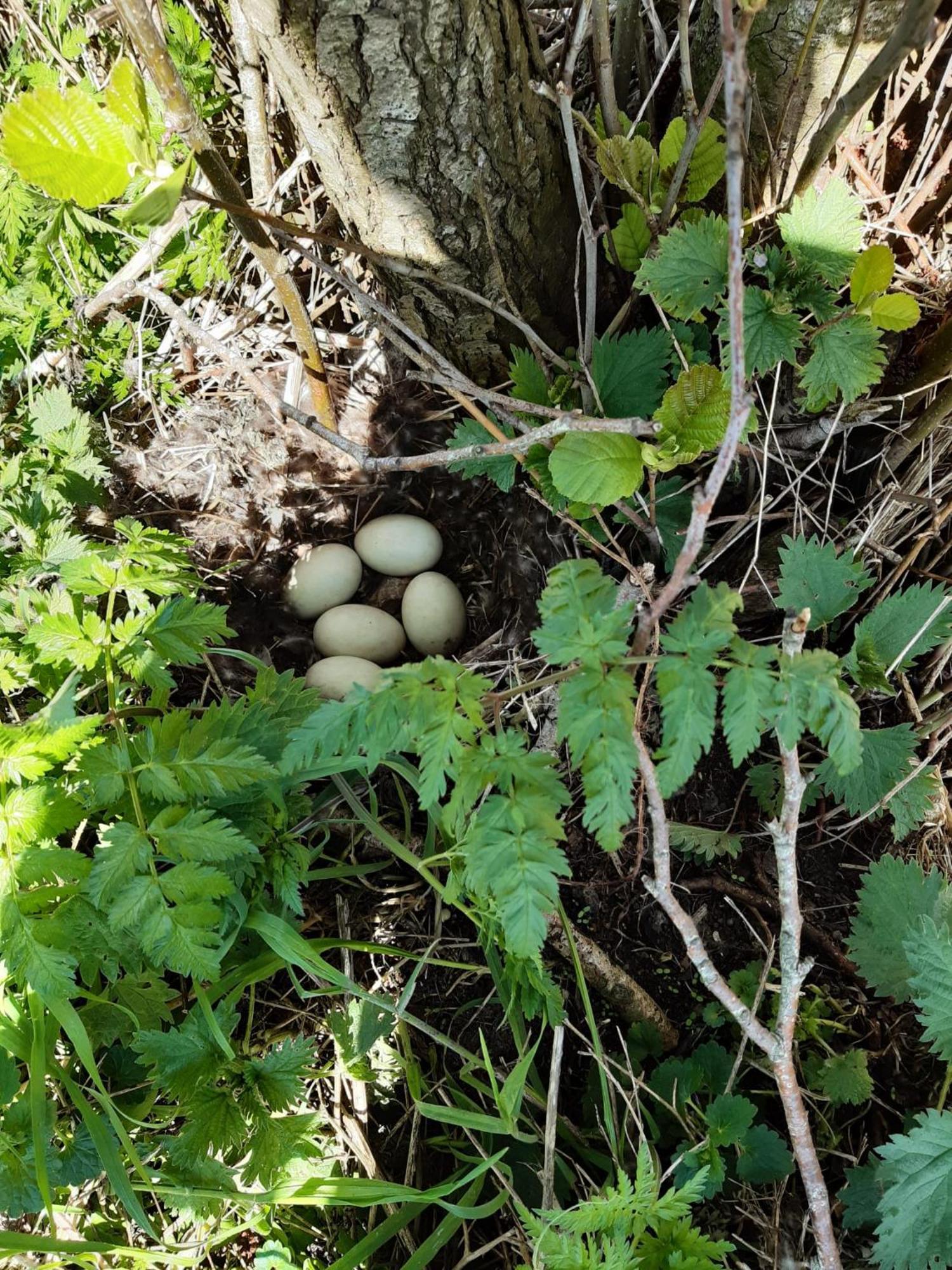 B&B Weidse Blik Ingelum Engelum Zewnętrze zdjęcie